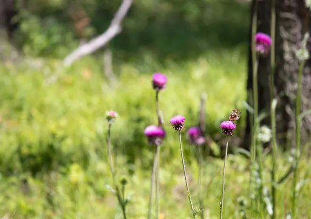 Photo 4 of Land for sale at 161 Rosewood #Lot 10, Whitefish, MT 59937 | MLS# 30053683 | Listing updated on 2026-08-26