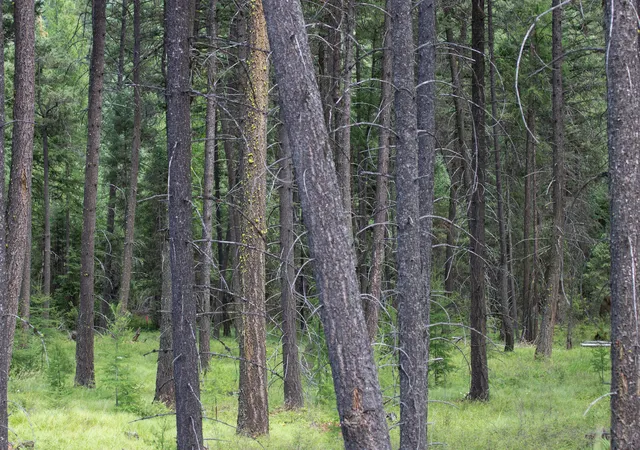 Photo 5 of Land for sale at 161 Rosewood #Lot 10, Whitefish, MT 59937 | MLS# 30053683 | Listing updated on 2026-08-26