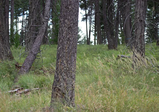 Photo 5 of Land for sale at 142 Rosewood Ln #18, Whitefish, MT 59937 | MLS# 30053504 | Listing updated on 2026-08-26