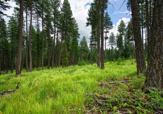 Homes for sale in Whitefish, MT | 185 Rosewood Ln #Lot 14, Whitefish, MT 59937 | MLS# 30053494