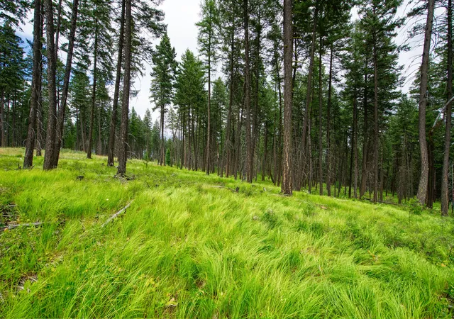 Homes for sale in Whitefish, MT | 185 Rosewood Ln #Lot 14, Whitefish, MT 59937 | MLS# 30053494