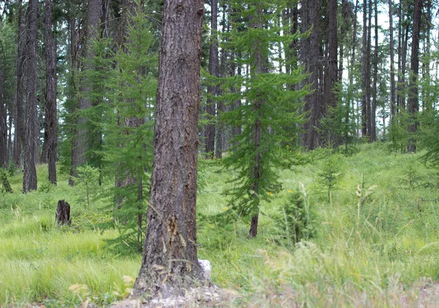Photo 3 of Land for sale at 149 Rosewood Ln #Lot 8, Whitefish, MT 59937 | MLS# 30053013 | Listing updated on 2026-08-26