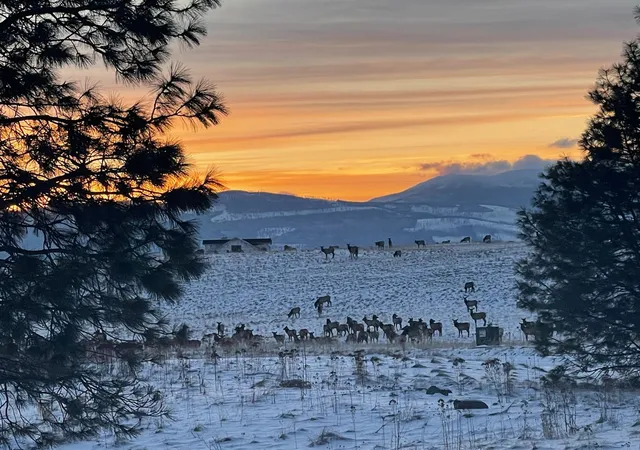 76th image of 233 Acres Ln, Eureka, MT 59917 | MLS# 30057702
