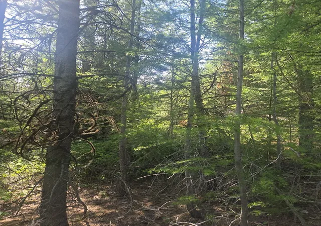 2nd image of Lot 17 Nine Mile Rd, Huson, MT 59846 | MLS# 30058113