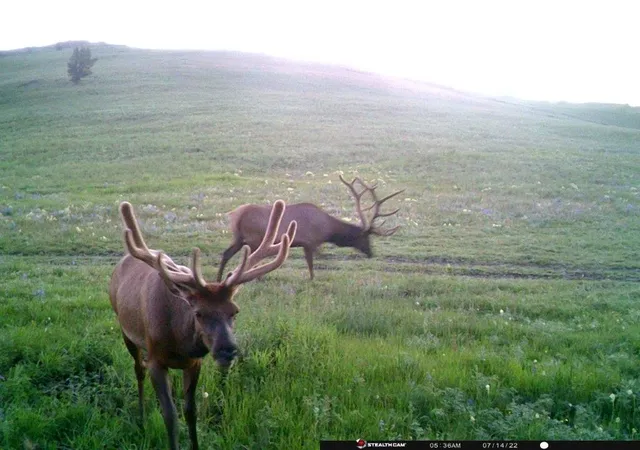 1st image of Tbd Indian Creek Rd, Townsend, MT 59644 | MLS# 30058306
