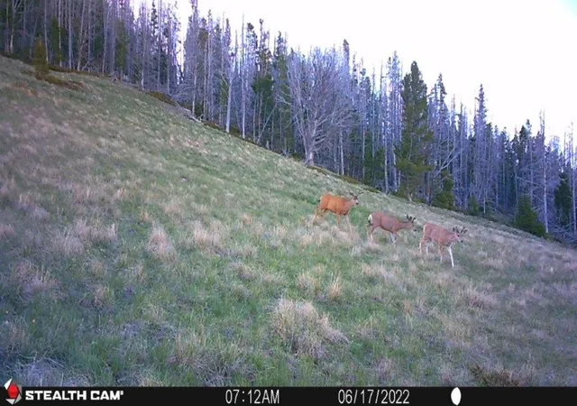 50th image of Tbd Indian Creek Rd, Townsend, MT 59644 | MLS# 30058306