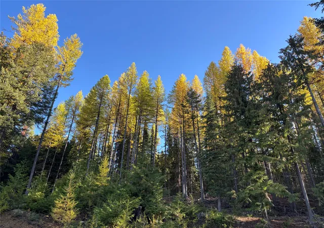 Homes for sale in Trego, MT | 1089 Cedar Hills Road, Trego, MT 59934 | MLS# 30060384