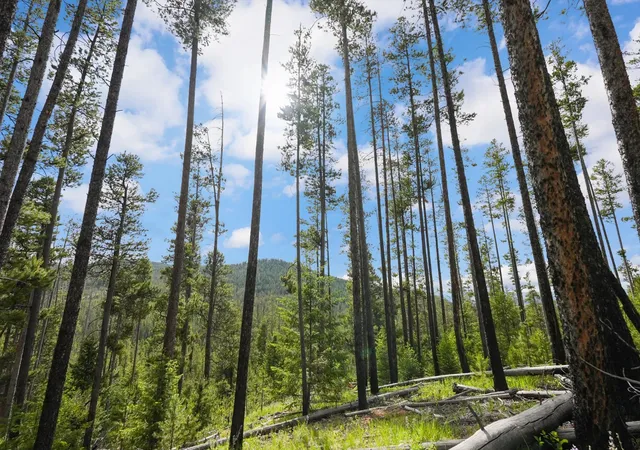 Photo 12 of Land for sale at Lot 3 Georgetown Lake Ests, Anaconda, MT 59711 | MLS# 30063379 | Listing updated on 2026-08-28