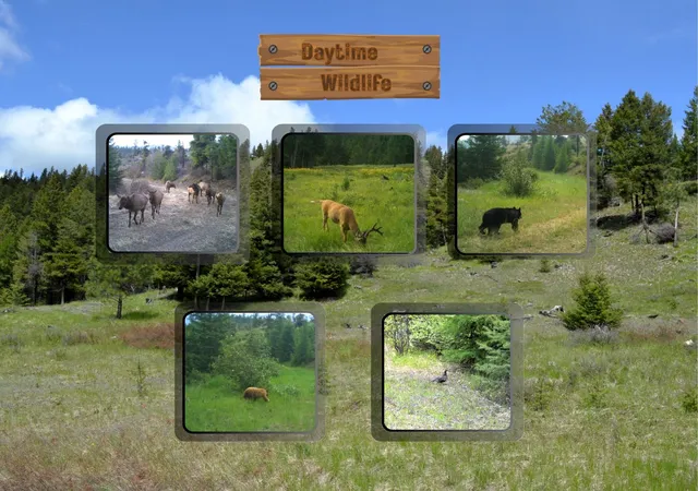 Photo 3 of Land for sale at Nhn Bugler Trl, Kila, MT 59920 | MLS# 30065293 | Listing updated on 2026-09-25