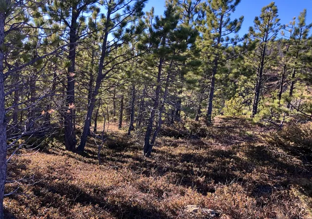 Photo 4 of Land for sale at Nhn Pony Gulch, Zortman, MT 59546 | MLS# 30064703 | Listing updated on 2026-07-01