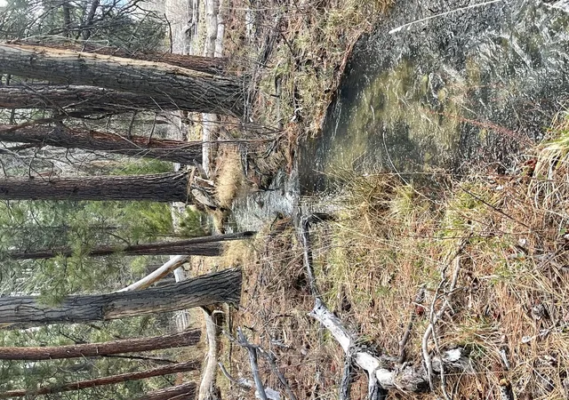 15th image of 000 Great Wolf Way, Hamilton, MT 59840 | MLS# 30068007