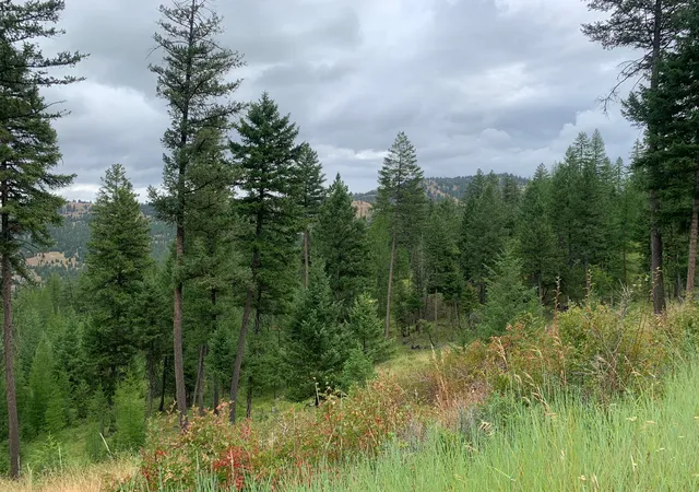 9th image of Tr 11 Whitetail Ridge, Kila, MT 59920 | MLS# 30068096