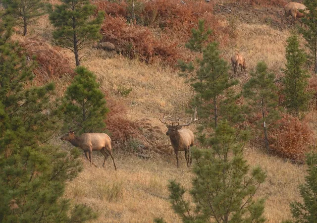 1st image of 4915 W Us Hwy 12, Helena, MT 59601 | MLS# 30068112