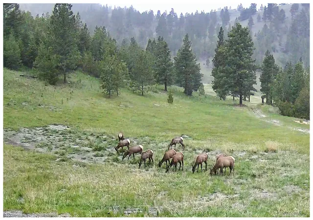 2nd image of 4915 W Us Hwy 12, Helena, MT 59601 | MLS# 30068112