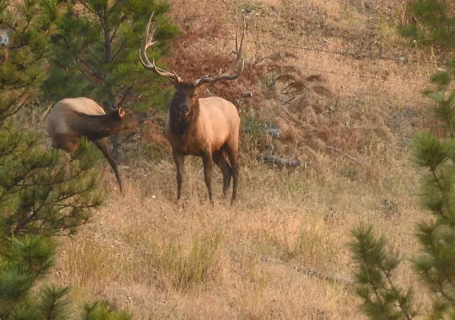 45th image of 4915 W Us Hwy 12, Helena, MT 59601 | MLS# 30068112