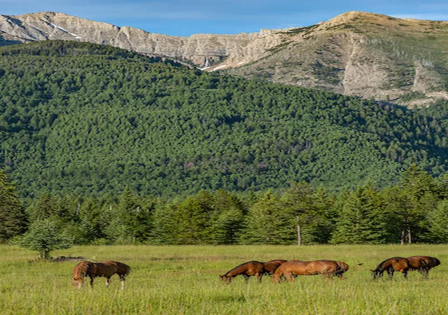 5th image of 2705 Rumble Creek Rd, Condon, MT 59826 | MLS# 30065785