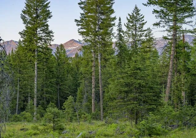 28th image of Nhn Lindbergh Lake Rd, Condon, MT 59826 | MLS# 30065781