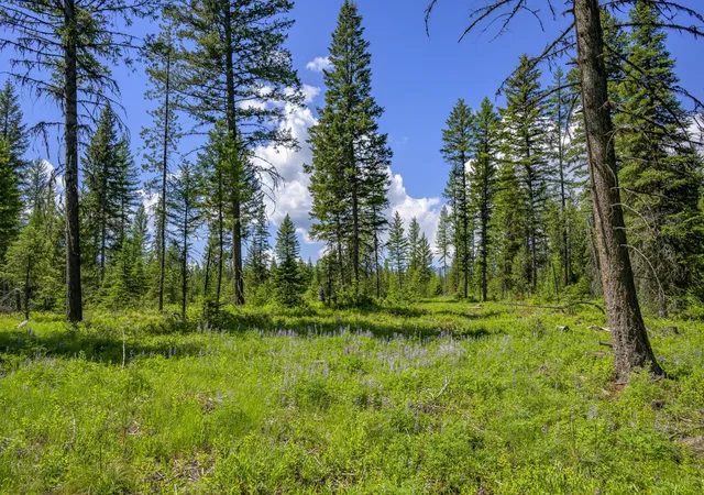 4th image of Nhn Lindbergh Lake Rd, Condon, MT 59826 | MLS# 30065781