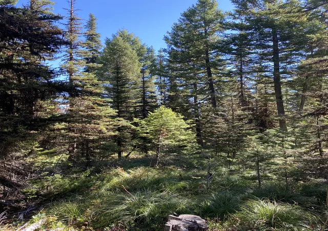 10th image of Nhn Mill Creek Rd, Frenchtown, MT 59834 | MLS# 30068876