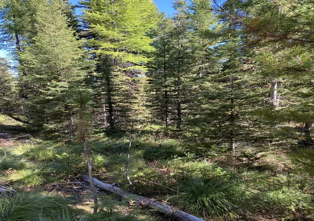 2nd image of Nhn Mill Creek Rd, Frenchtown, MT 59834 | MLS# 30068876