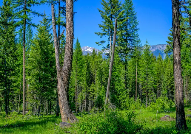 48th image of 1355 Lindbergh Lake Rd, Condon, MT 59826 | MLS# 30065779