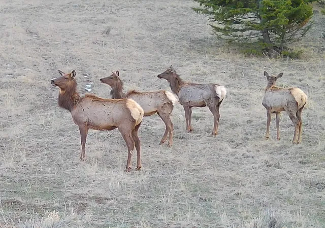 3rd image of Tbd Lone Pine Gulch Road, Ramsay, MT 59748 | MLS# 30069160
