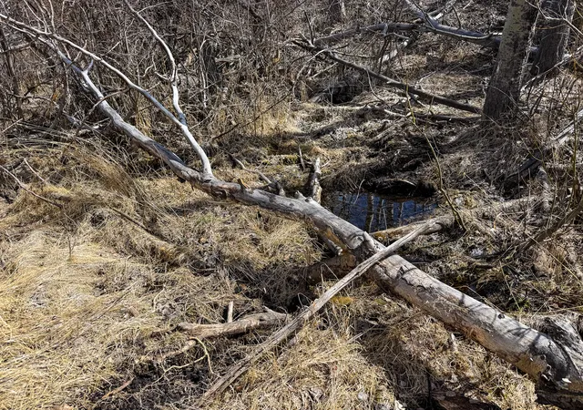 4th image of Tbd Lone Pine Gulch Road, Ramsay, MT 59748 | MLS# 30069160