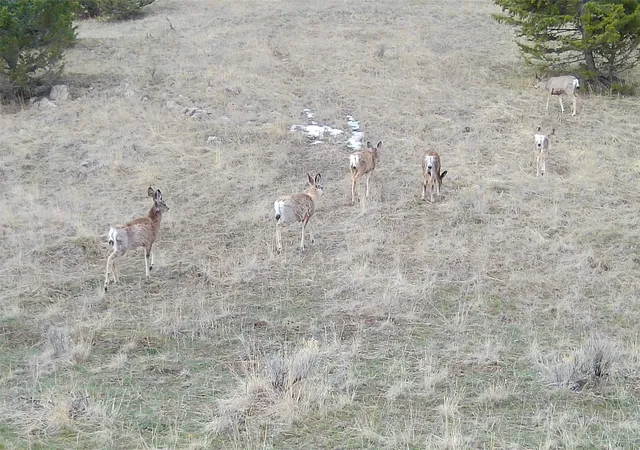 5th image of Tbd Lone Pine Gulch Road, Ramsay, MT 59748 | MLS# 30069160