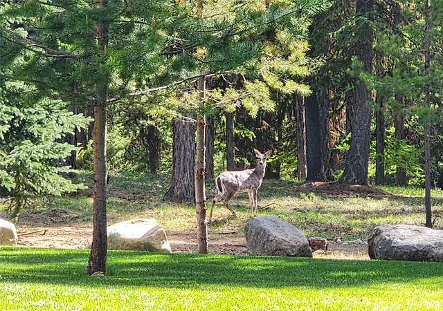 5th image of 85 Wild Sheep Dr, Troy, MT 59935 | MLS# 30064310