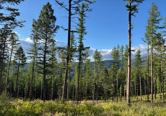 3rd image of 11509 Timber Ridge Lane, Missoula, MT 59808 | MLS# 30070657