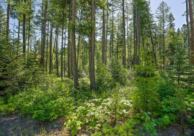 3rd image of 139 Timberjack Trl, Bigfork, MT 59911 | MLS# 30070229