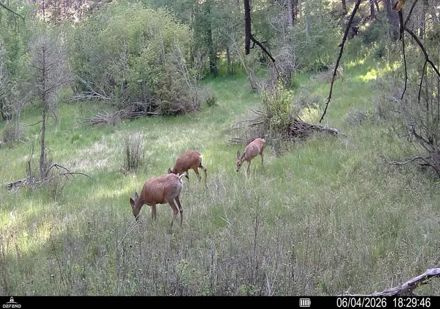 Homes for sale in Boulder, MT | Tbd Powerline, Boulder, MT 59632 | MLS# 30071918