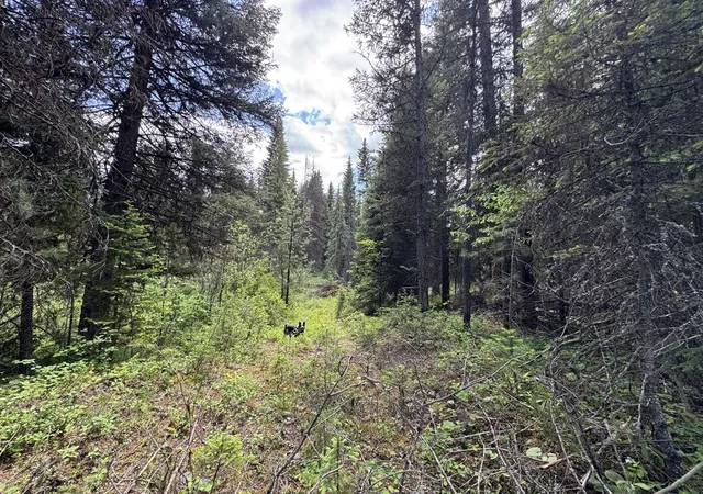 4th image of 768 Deep Woods Trl, Polebridge, MT 59928 | MLS# 30072001
