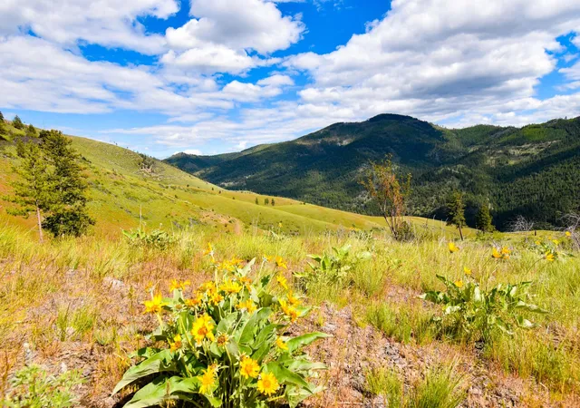 Photo 1 of Land for sale at 285 Henry Crk Rd, Plains, MT 59859 | MLS# 30072493 | Listing updated on 2026-07-01