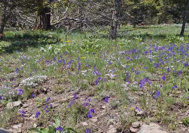 Photo 5 of Land for sale at Lot 26 Westridge Rd, Helmville, MT 59843 | MLS# 30072764 | Listing updated on 2026-07-30