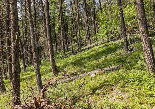 5th image of 64 Loan Wolf Trl, Lakeside, MT 59922 | MLS# 30073322