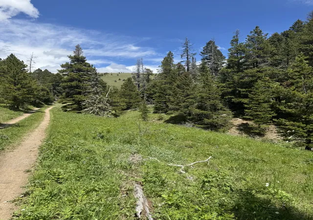 Homes for sale in Lincoln, MT | Nhn Codette Creek Road, Lincoln, MT 59639 | MLS# 30073309