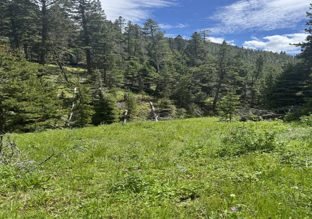 Homes for sale in Lincoln, MT | Nhn Codette Creek Road, Lincoln, MT 59639 | MLS# 30073309