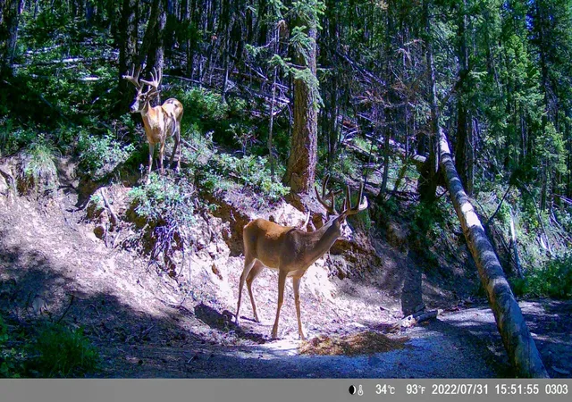 Homes for sale in Superior, MT | Tract 2 Pardee Flat Rd, Superior, MT 59872 | MLS# 30074044