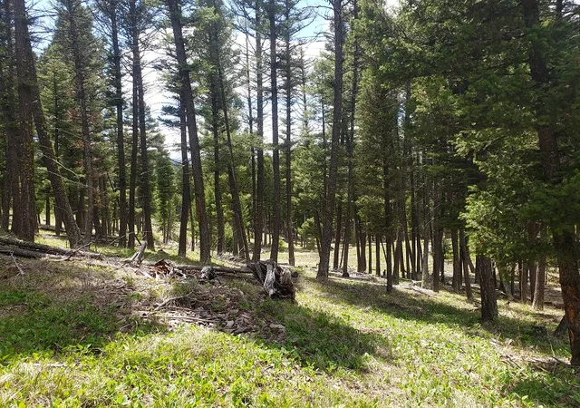 Homes for sale in Helmville, MT | 513 Spruce Gulch Rd, Helmville, MT 59843 | MLS# 30074049