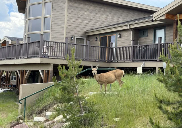 37th image of 71 Piney Point Rd, Anaconda, MT 59711 | MLS# 30074079