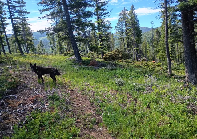 33rd image of Lot 68 Elk Meadows, Lincoln, MT 59639 | MLS# 30074179