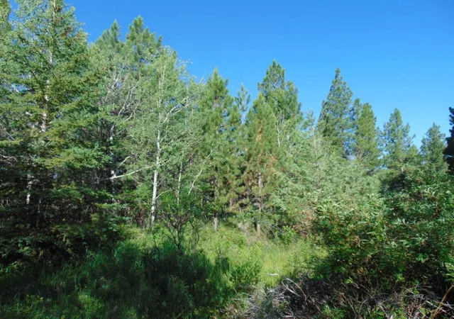 3rd image of 4615 Abe Lincoln Rd, Lincoln, MT 59639 | MLS# 30074886