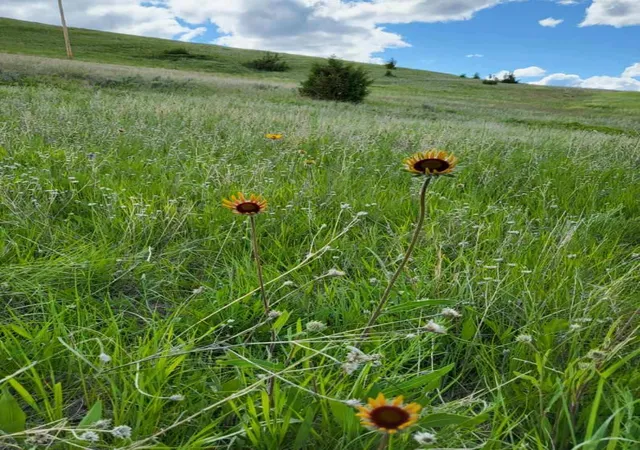 Photo 3 of Land for sale at 65 Gold Coin Rd, Hall, MT 59837 | MLS# 30075641 | Listing updated on 2026-07-27