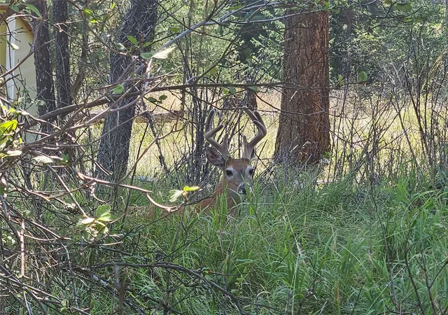 Photo 4 of Land for sale at Nhn Westside Dr, Polson, MT 59860 | MLS# 30075712 | Listing updated on 2026-07-29