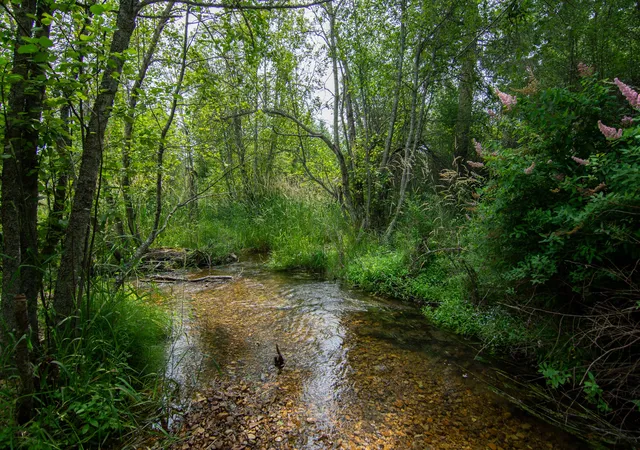 54th image of 4805 Bobtail Rd, Libby, MT 59923 | MLS# 30075606