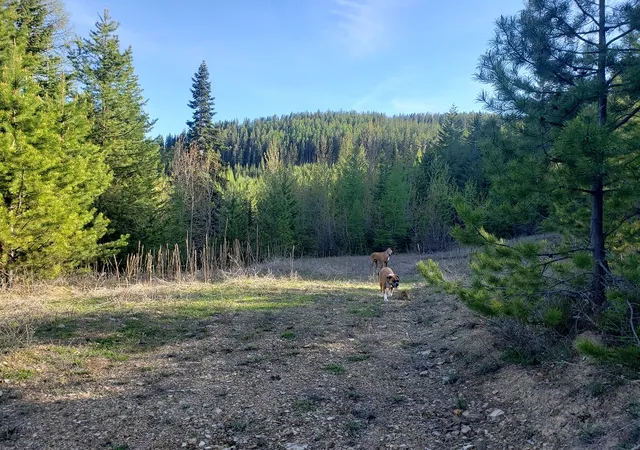 4th image of Tract 2 Nine Mile Rd, Huson, MT 59846 | MLS# 30075893