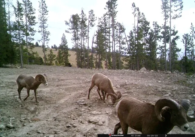 1st image of Anna Indian Creek Rd, Townsend, MT 59644 | MLS# 30076319