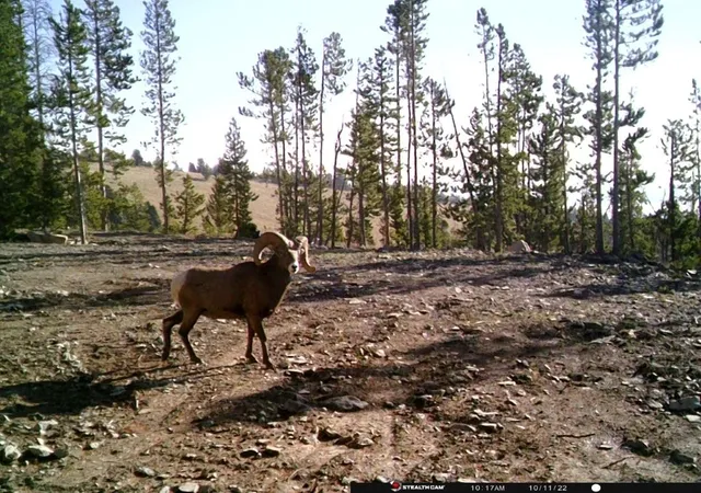 43rd image of Anna Indian Creek Rd, Townsend, MT 59644 | MLS# 30076319