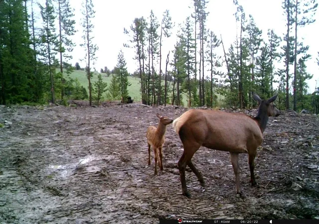 4th image of Anna Indian Creek Rd, Townsend, MT 59644 | MLS# 30076319